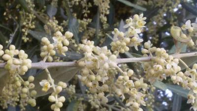 i fiori dell'olivo.jpg